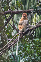Orang Belanda, proboscis monkey