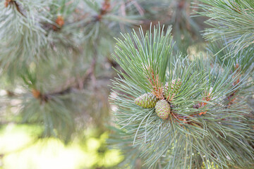 Green pine branches with cones
