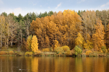 autumn trees next to a lake