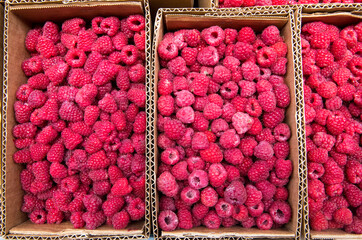 Growing Organic Berries Closeup. Red raspberry isolate.
