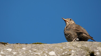 bird, natur, wild lebende tiere, möve, tier, schnabel, black, amsel