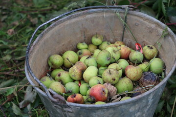 bucket of apples on rural ground