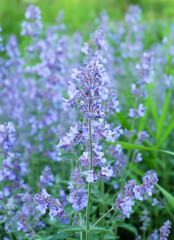 Blue salvia(Salvia azurea) flowers on a flowerbed, macro photo, selective focus, blurred background.