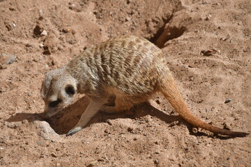 SURICATA