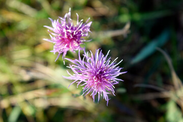 Photo of a beautiful wild flower