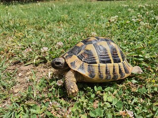 turtle on the grass