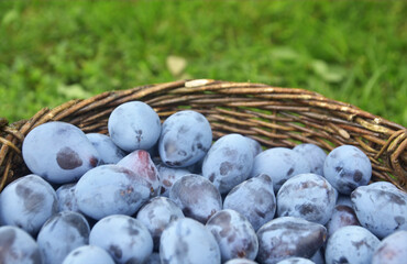 Blue plums in the basket 