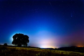 neowise comet in dark blue night sky with stars tree and light hallow