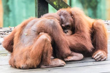 Keuken spatwand met foto Borneo, Orangutan  © John Hofboer