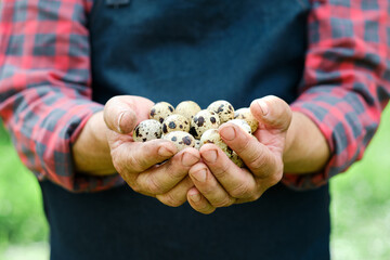 Fresh organic quail eggs in farmers hands - 367622965