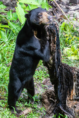 Borneo, Tman, Bako, National, 