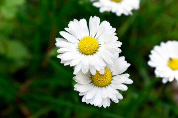Fototapeta premium Beautiful flowers with white petals and a yellow center growing in a flower bed