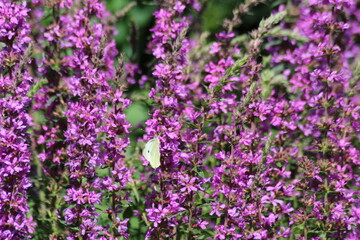 Small white butterfly on a purple flower.