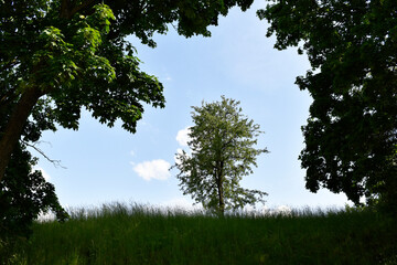 Fototapeta premium Photo of trees on a bright sunny summer day