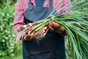 farmer holding in hands harvest of organic fresh garlic - 367623333