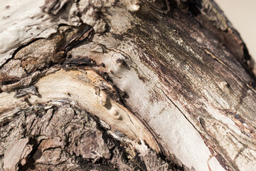 Close-up of a withered tree