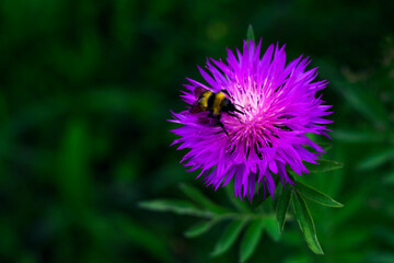 A honey bee tucked inside the petals of a purple home garden flower. The photo was shot close-up. There is a place for text.