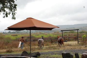 herd of horses on pasture