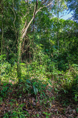 Beach and sea on Borneo
