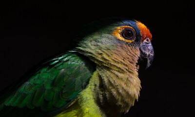 Peach-fronted Parakeet