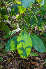 Beach and sea on Borneo