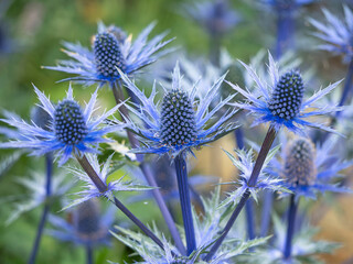 Closeup of the flowers and bracts of sea holly, Eryngium x zabelii variety Big Blue