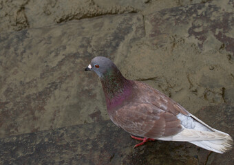 Red Eye Pigeon stout body with amazing colours short neck & white tail High Flyer