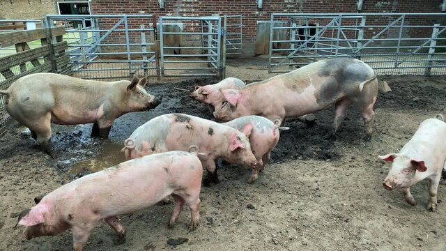 Domestic pigs. Pigs on a farm in the village. Swine covered in mud 