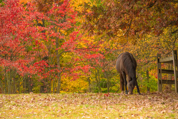 One brown horse in a Fall setting with red and yellow colored foliage.