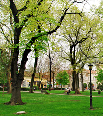 Walking path and forest in the park in the spring