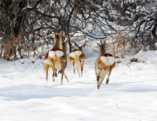 Four deers running on snow