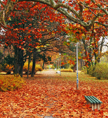 A trail in the park covered with fallen leaves. Autumn at the park.