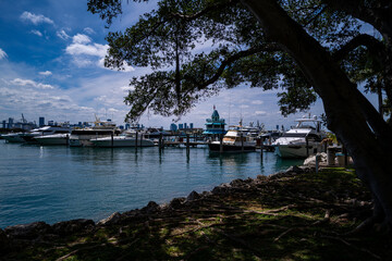 Fototapeta premium Yachts in Miami Beach. View from the shore. Tree and yachts in the bay.