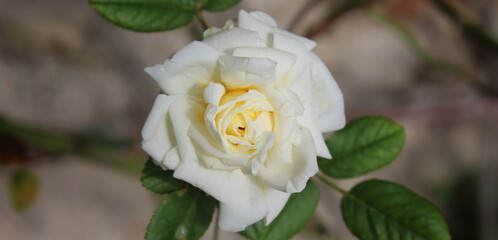 Rosa bianca nel giardino in Estate