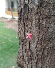 small flower on tree trunk