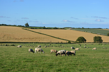 Fototapeta premium Sheep grazing in a pasture field with harvested wheat fields beyond, North Yorkshire, England