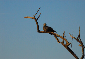 BIRDS- Africa- Grey Lourie in Dead Tree Top