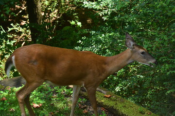 Beautiful doe close-up.