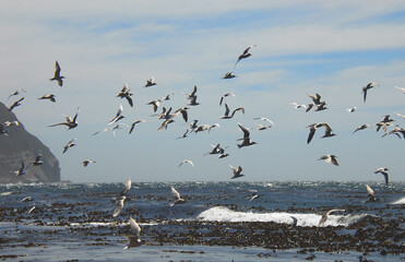 Africa- A Flock of Terns in Flight Over the Sea