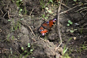 European peacock colourful butterfly Insect base wings colour is a rusty red and its each wingtip bears distinctive black blue and yellow eye spots Their underside is a cryptically coloured dark brown