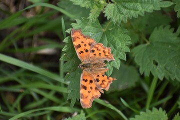 Polygonia c-album butterfly is orange-brown with darker markings Comma shaped wings with irregular edges camouflage it like dead leaf It likes woodland areas but can be spotted feeding on fallen fruit