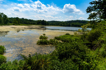 Summer Lake Algae Day