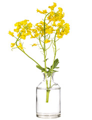 Barbarea (winter cress or yellow rocket) in a glass vessel on a white background