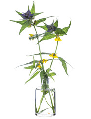 Melampyrum nemorosum (natt och dag or Ivan and Maria)in a glass vessel on a white background
