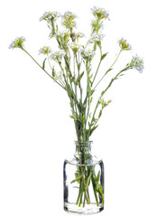 Fototapeta na wymiar Berteroa incana (hoary alyssum or false hoary madwort) in a vase on a white background