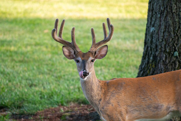 Naklejka na ściany i meble Large white-tailed deer buck in a meadow
