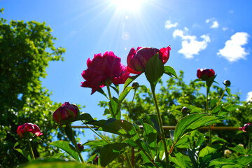 Blooming peony Bush against the blue sky and white clouds in the sun.