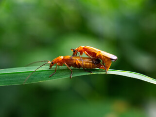 bugs on leaf