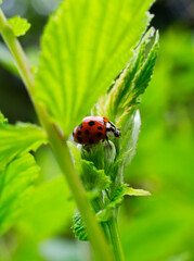 ladybug on green leaf © Andreas Hildebrandt