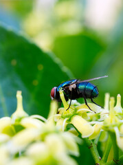 fly on a leaf